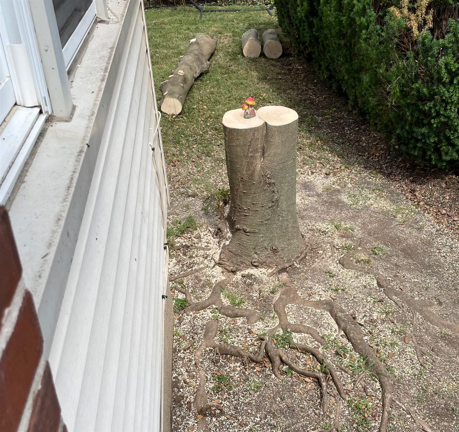 The holly tree after the storm, cut to a stump, logs stacked by the house