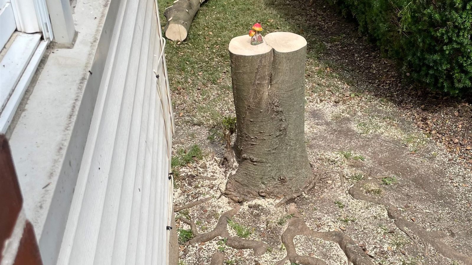 The holly tree after it came down, cut to a stump
